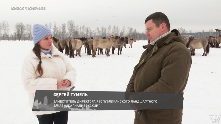 Тарпаны из Голландии живут Налибокской пуще. Чем уникальны эти лошади?-1