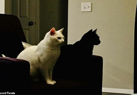 Это точно тень кота? Забавные фото с обманом зрения Это точно тень кота? Забавные фото с обманом зрения