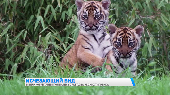 В Честерском зоопарке родились два тигрёнка. Посмотрите на малышей-1