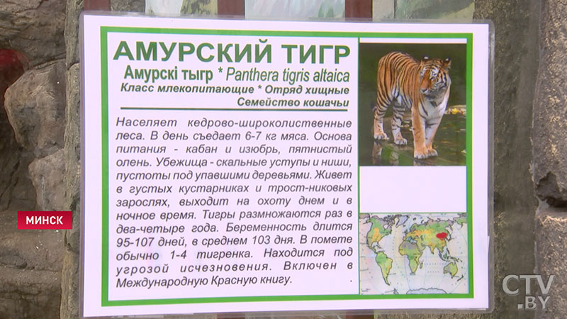 Рисунок тигра можно обменять на билет в Минский зоопарк