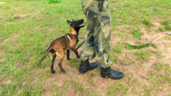 Белорусские и российские кинологи провели совместные тренировки в Борисове
