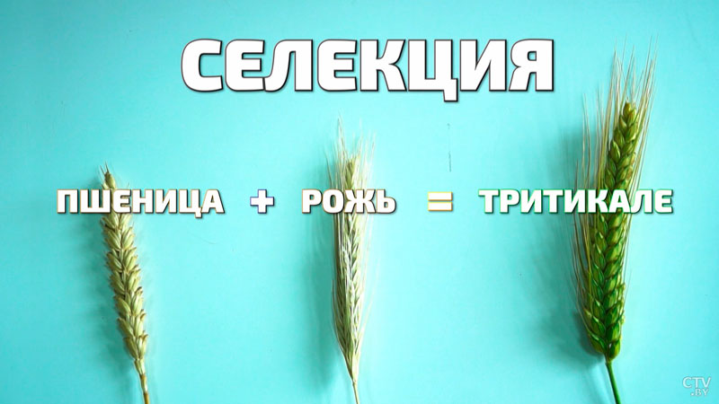 Эту культуру выводили 80 лет. Как Беларусь стала лидером по производству тритикале-25