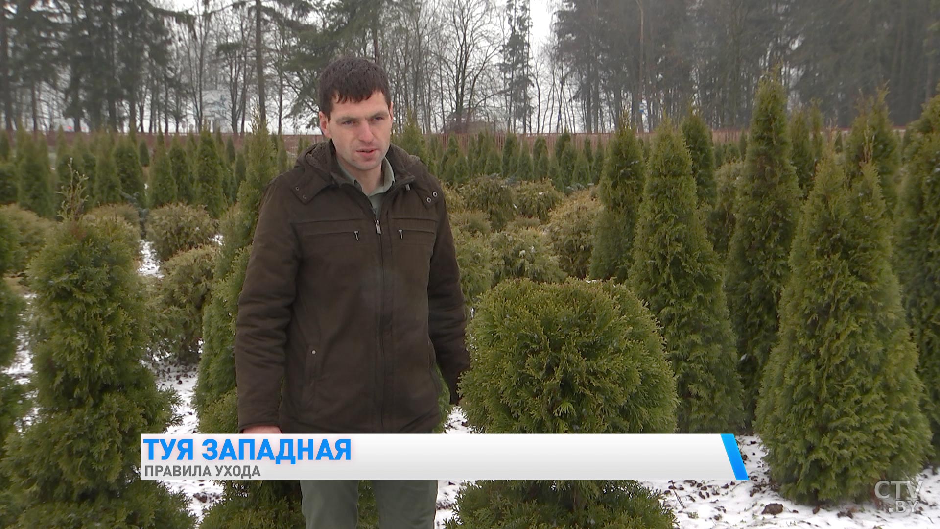 «Лучше сажать в освещённых местах». Правила ухода за туей западной-7