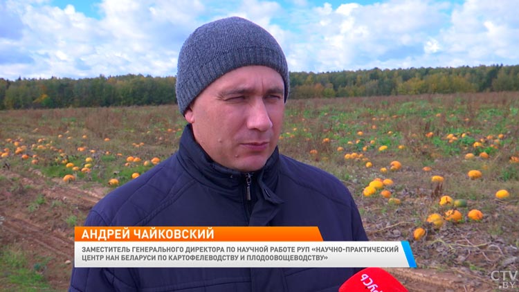 «Педиатры советуют внедрять в рацион детей». Чем полезна тыква для организма?-7