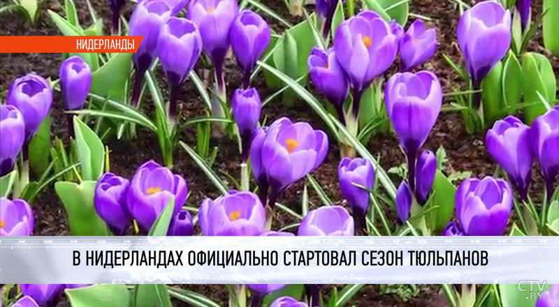 «Романтика в цветах». В Нидерландах официально начался сезон тюльпанов-4