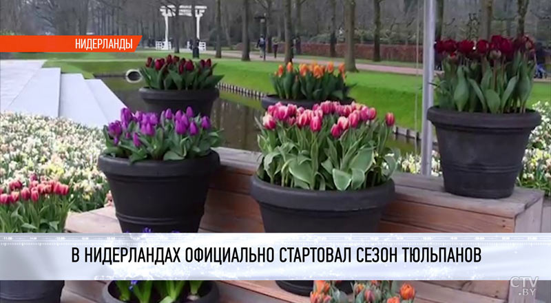 «Романтика в цветах». В Нидерландах официально начался сезон тюльпанов-1