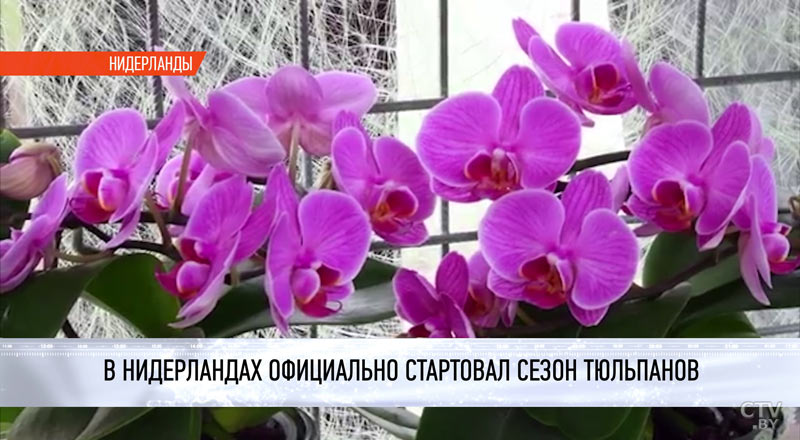 «Романтика в цветах». В Нидерландах официально начался сезон тюльпанов-7