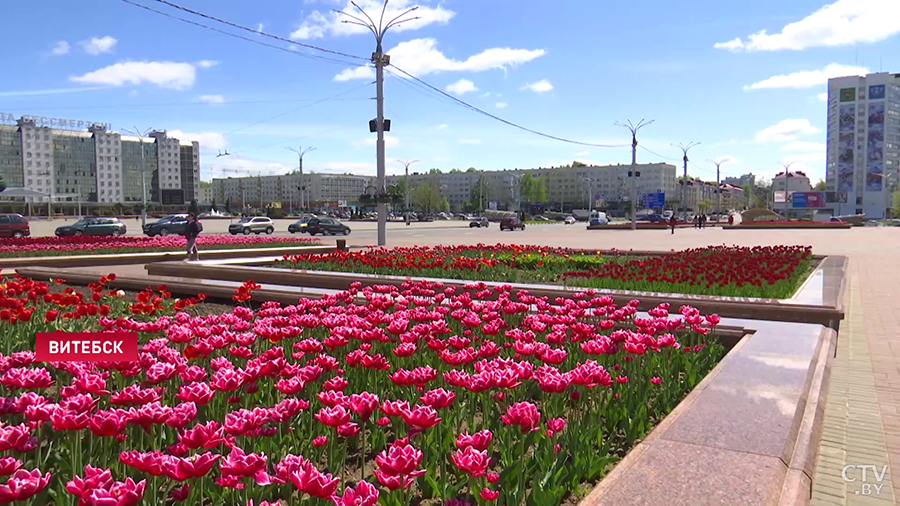 Обещают удивить к «Славянскому базару. В Витебске высадили 70 тысяч тюльпанов-4