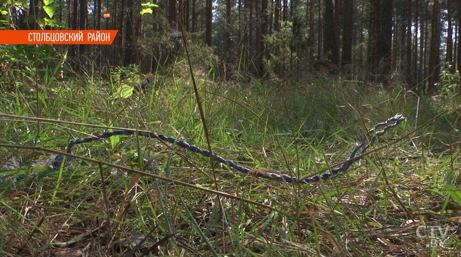 «Он ее тянул, а женщина всем руководила»: в Столбцовском районе жестоко убит щенок хаски. Разбираемся в ситуации-22