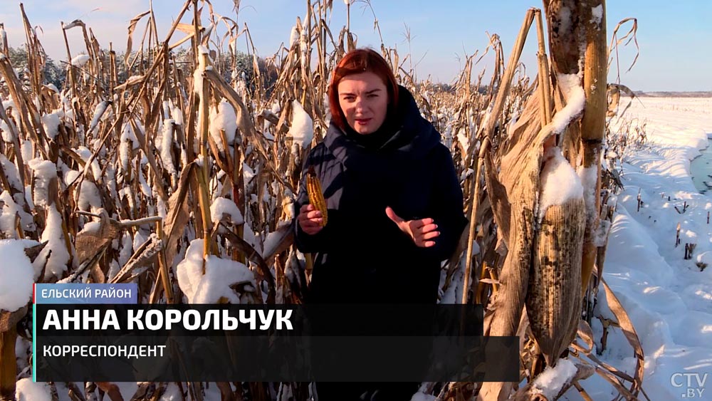 Кукурузу оставить под снегом до весны. В каком белорусском хозяйстве ставят смелый эксперимент?-1