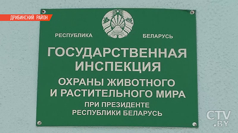 «Самка была беременная». В Могилевской области задержали шестерых безработных, подозреваемых в убийстве лосихи-9