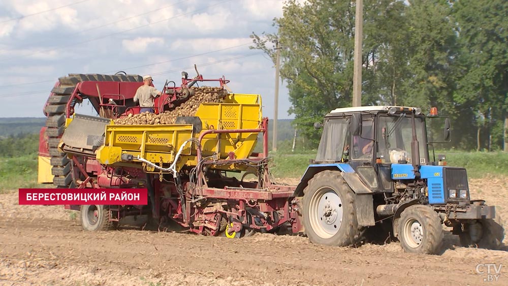 В Беларуси в разгаре уборка раннего картофеля. Сколько можно заработать за сезон?-1