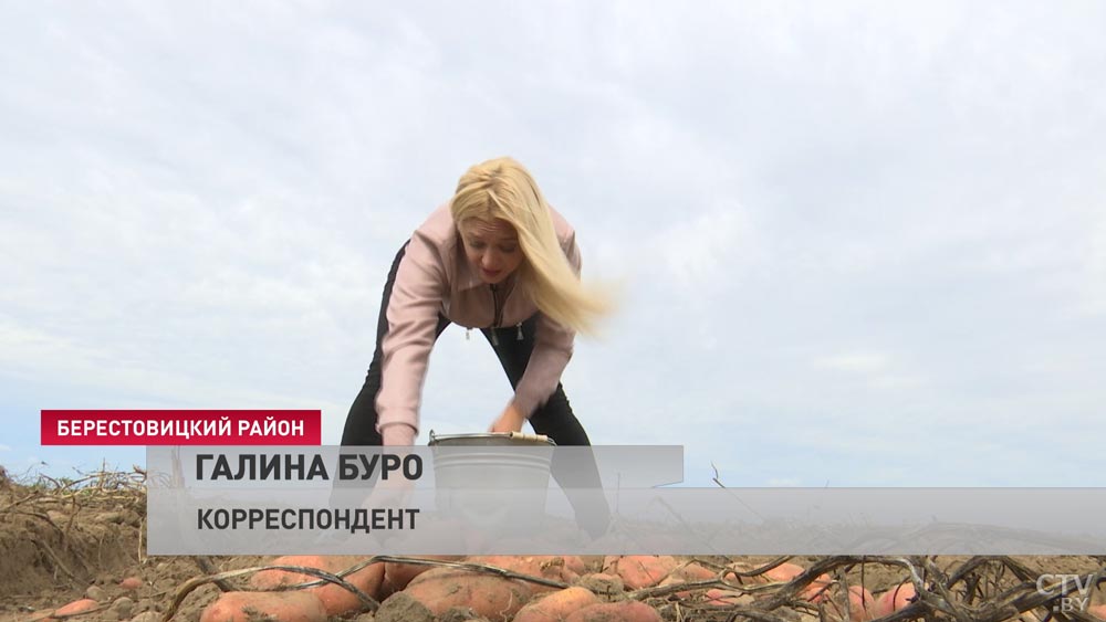 В Беларуси в разгаре уборка раннего картофеля. Сколько можно заработать за сезон?-3