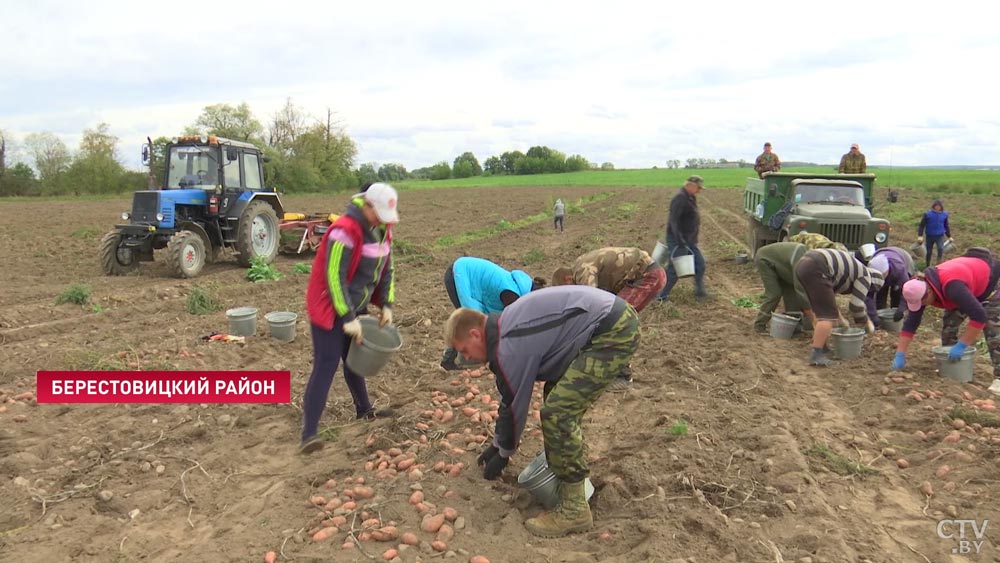 В Беларуси в разгаре уборка раннего картофеля. Сколько можно заработать за сезон?-6