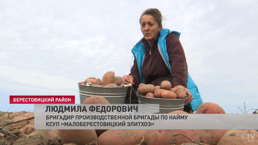 В Беларуси в разгаре уборка раннего картофеля. Сколько можно заработать за сезон?-9