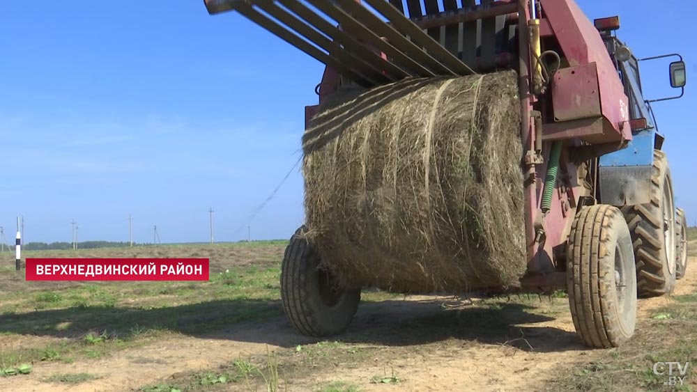 «План «Б» есть, но не хотелось бы к нему приходить». Как в Витебской области убирают лён?-1