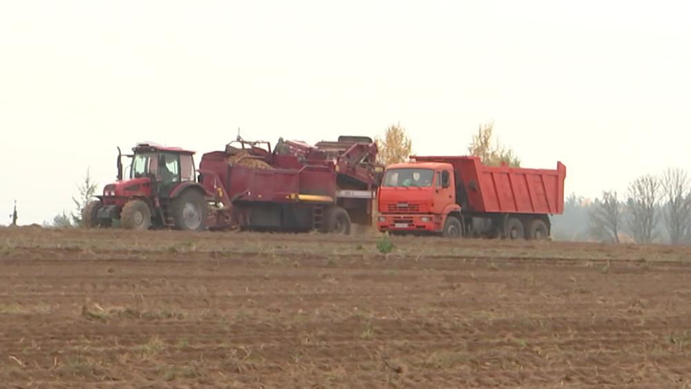 Уборка картофеля в Беларуси завершена, собрано почти 800 тысяч тонн