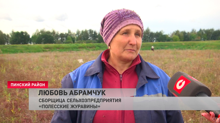 Видео уборки захватывают соцсети! Как собирают клюкву в Беларуси?-25