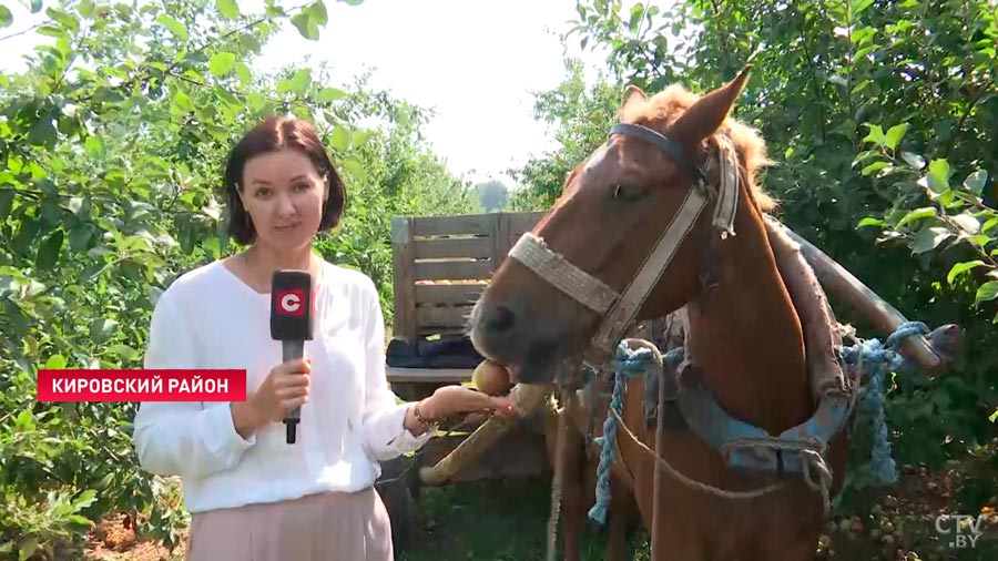 «В нашем детстве такого не было». Сколько платят трудовым отрядам за уборку яблок?-28