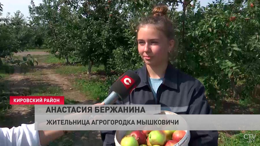 «В нашем детстве такого не было». Сколько платят трудовым отрядам за уборку яблок?-4