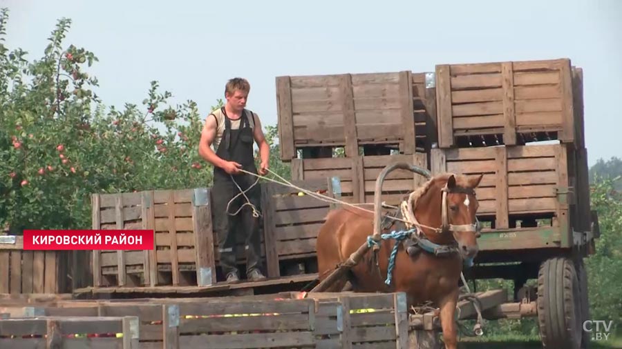 «В нашем детстве такого не было». Сколько платят трудовым отрядам за уборку яблок?-22