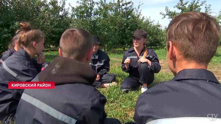 «В нашем детстве такого не было». Сколько платят трудовым отрядам за уборку яблок?-16