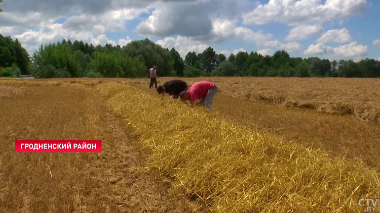 Урожай ожидают хороший! В каких хозяйствах уже активно идёт уборочная кампания?-10