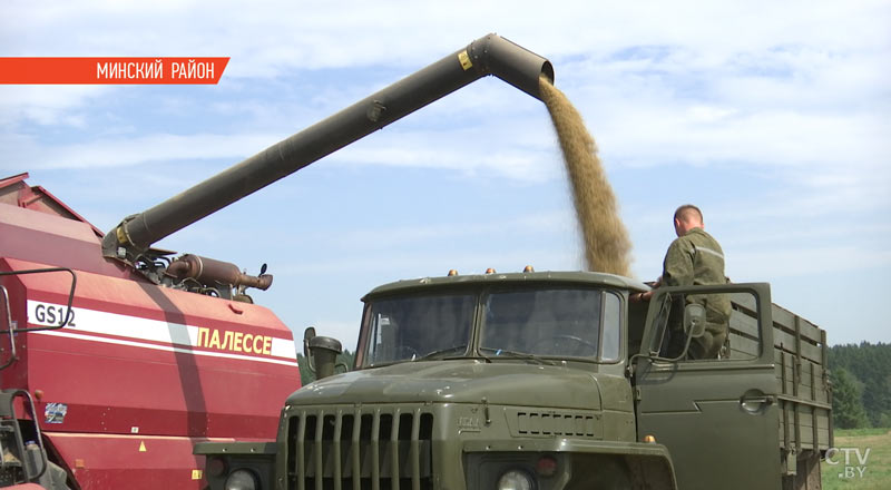 «Коровы боюсь, а своего стального коня не боюсь». Кто и как убирает хлеб – репортаж СТВ-25