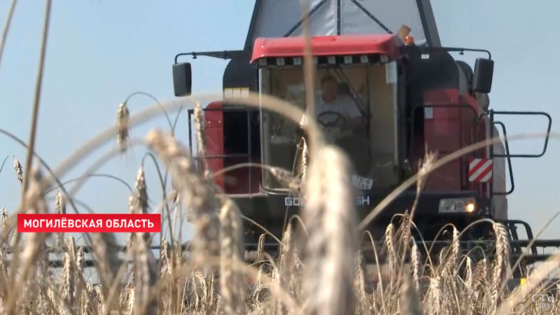 В Беларуси собрали более 5 млн тонн зерновых колосовых и зернобобовых-1