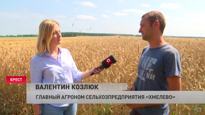 «Если хороший урожай и техника не подвела, то заработаешь». Как погода в Беларуси сказывается на темпах уборочной?-4