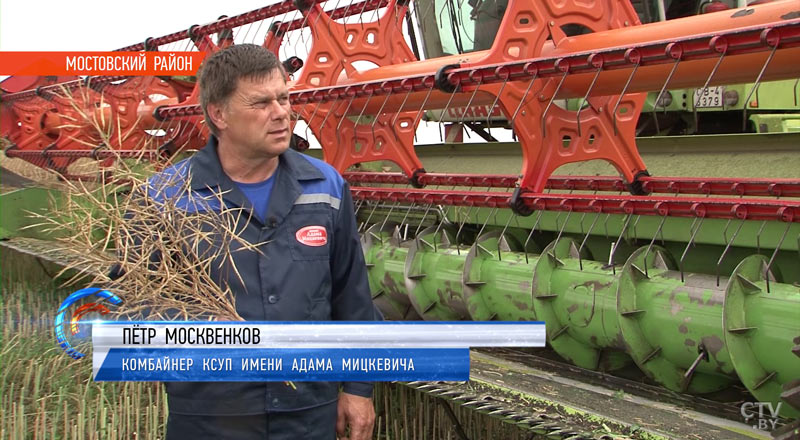 «Работаем, пока солнце светит»: уборочная кампания зерновых началась в Беларуси