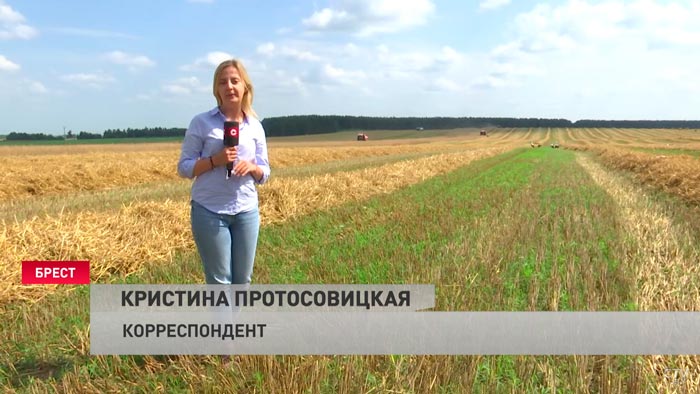 «Если хороший урожай и техника не подвела, то заработаешь». Как погода в Беларуси сказывается на темпах уборочной?-22