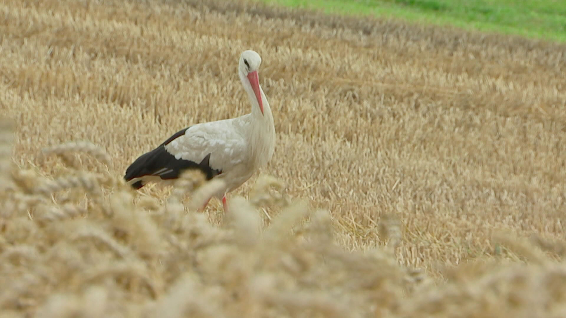 Новый рубеж почти взят! Белорусские аграрии намолотили почти 4 млн тонн зерна