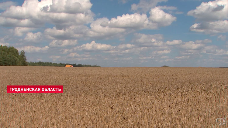 Белорусским аграриям осталось обработать 22% площадей. Намолочено почти 6 млн тонн!-1