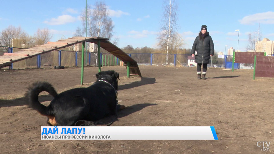 Когда нужно начинать учить собаку командам и каким должен быть хороший кинолог?-4