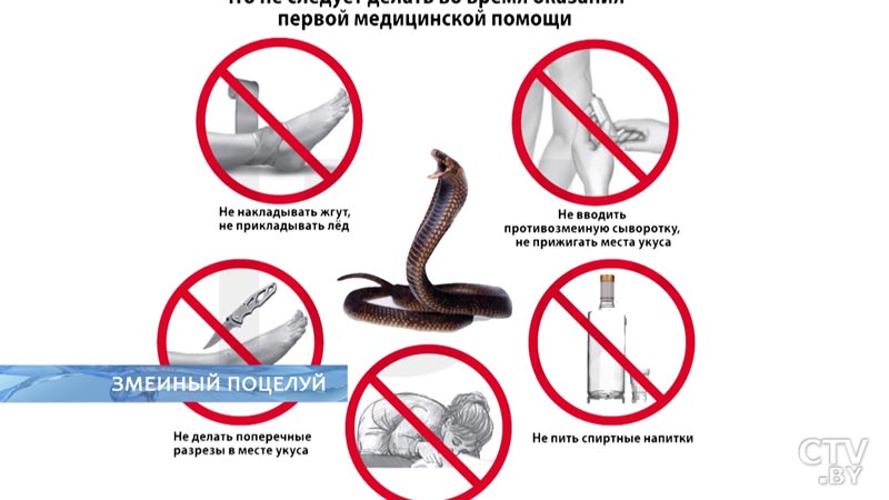 Что делать, если укусила змея: советы токсиколога