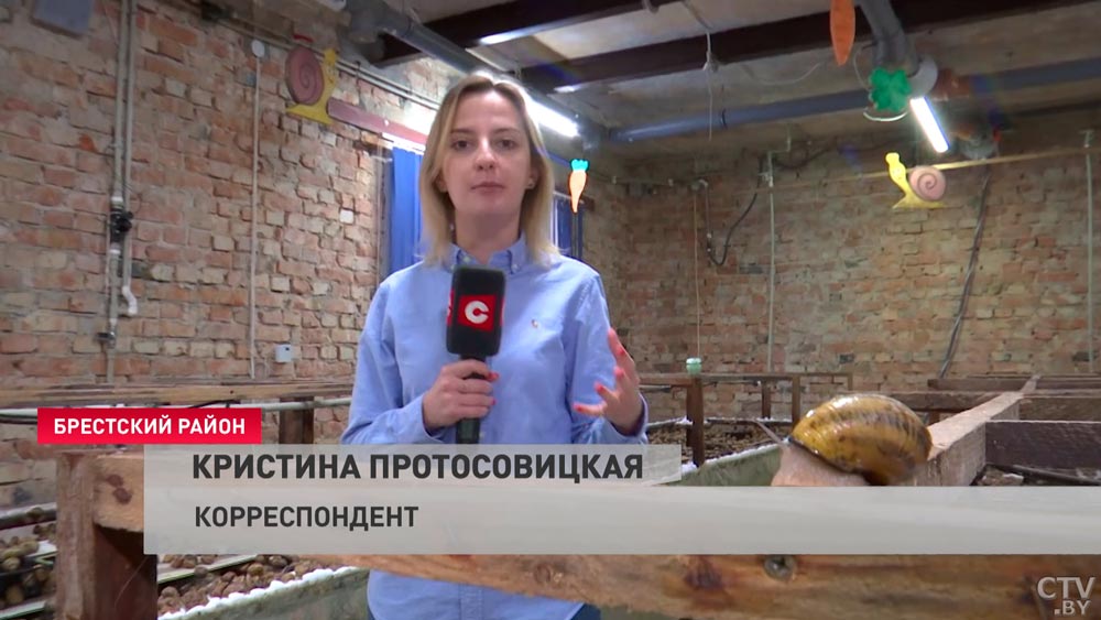 Быстро размножается, легко усваивается и крайне полезна. Почему разведение улиток – это гениальная бизнес-идея для белорусов?-10