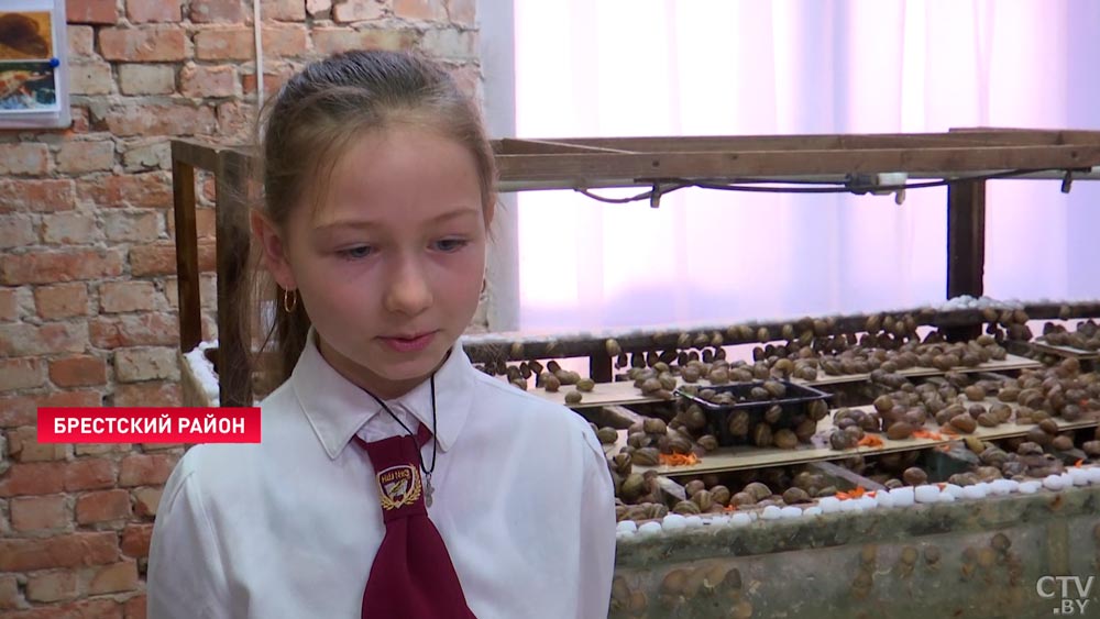 Быстро размножается, легко усваивается и крайне полезна. Почему разведение улиток – это гениальная бизнес-идея для белорусов?-28