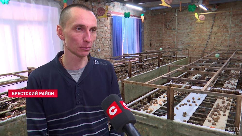 Быстро размножается, легко усваивается и крайне полезна. Почему разведение улиток – это гениальная бизнес-идея для белорусов?-19