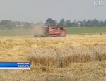 Хозяйства Минской области намолотили первый миллион тонн зерна