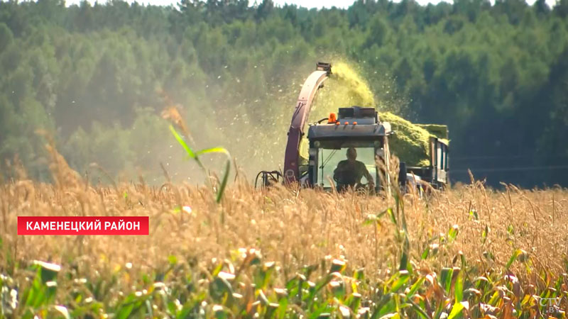 Урожай по максимуму. Чем будут компенсировать недобор в зерновых? Расклад по уборке кукурузы в Беларуси-13