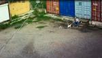 В Гродно пьяный мужчина жестоко убил кота: возбуждено уголовное дело