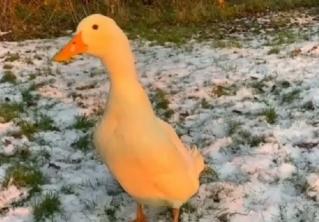 Девушка купила утиное яйцо и вырастила себе питомца. И теперь птица ни на миг не отходит от своей хозяйки 