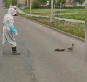 Медик в защитном костюме помог утятам перейти дорогу. Смотрите, как это было