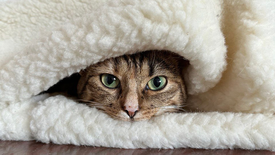 В Украине призвали заменить кошачье «мяу» на «няв» В Украине призвали заменить кошачье «мяу» на «няв»