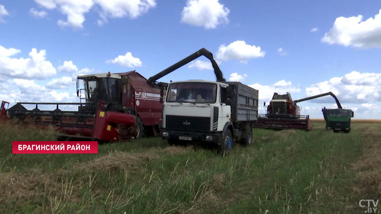 В Беларуси намолотили более полумиллиона тонн озимых ячменя и рапса-1