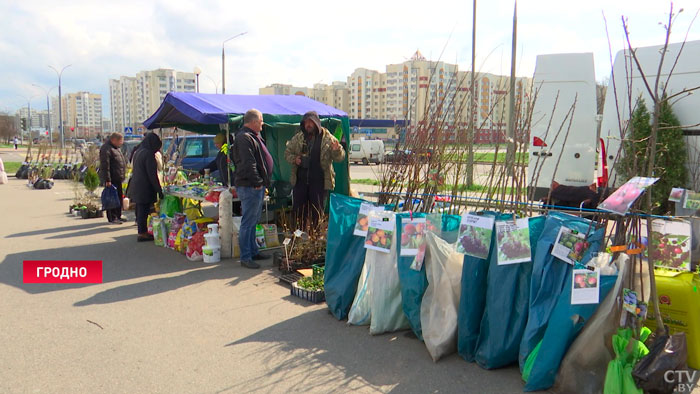 «Цены довольно-таки демократические». В Беларуси проходят сельскохозяйственные ярмарки-4