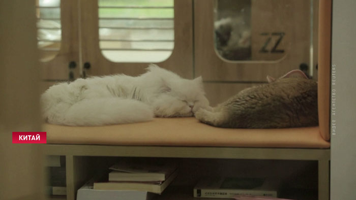В Пекине открыли книжный магазин с котиками 