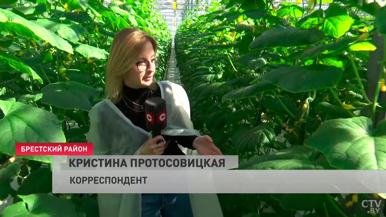 Почему белорусские овощи в межсезонье такие дорогие? Побывали в тепличном комбинате и узнали, как их выращивают-10