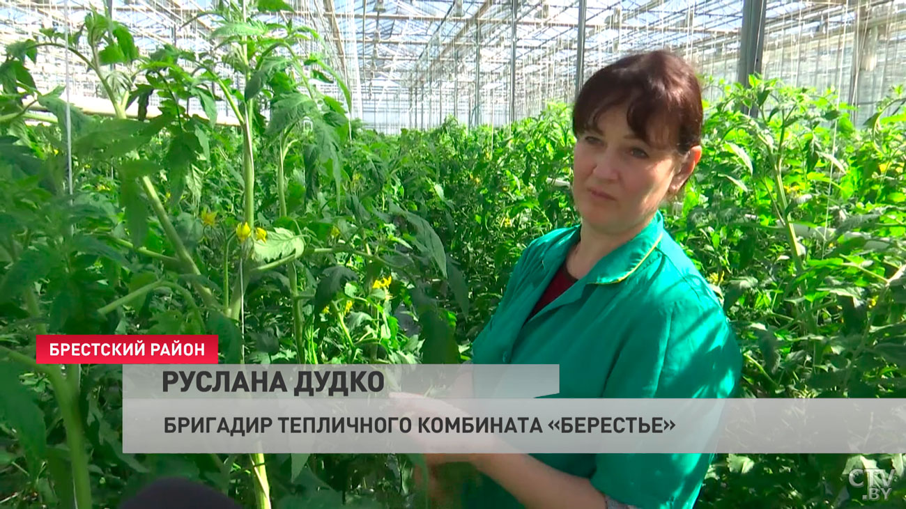 Почему белорусские овощи в межсезонье такие дорогие? Побывали в тепличном комбинате и узнали, как их выращивают-4